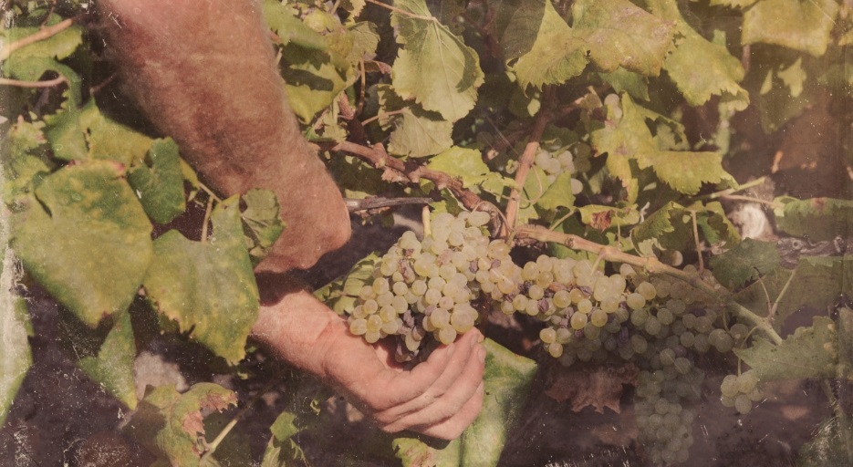 Harvest, Verdelho do Pico